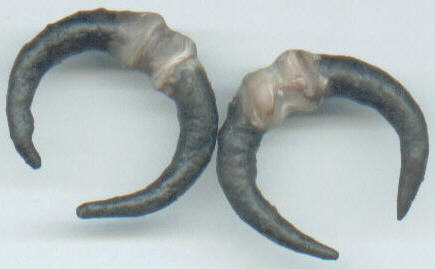 20nh.jpg